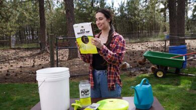 RESCUE Fly Bucket in USE RESCUE! Fly Bucket Trap